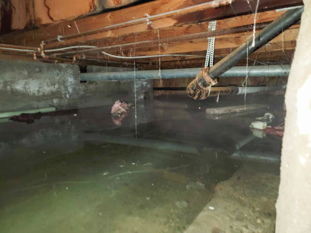 Best Water damage restoration experts  in Castalia, OH